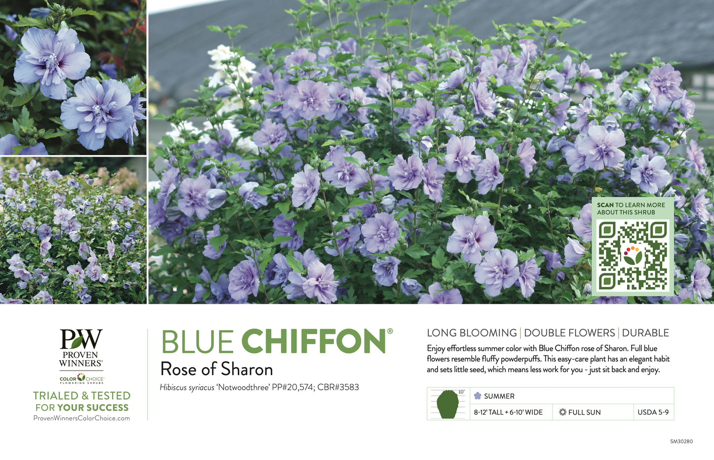 Proven Winners Blue CHIFFON® Rose of Sharon | Hibiscus syriacus 'Notwoodthree'