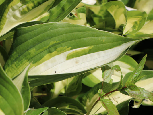 Credit: Baumschule Horstmann