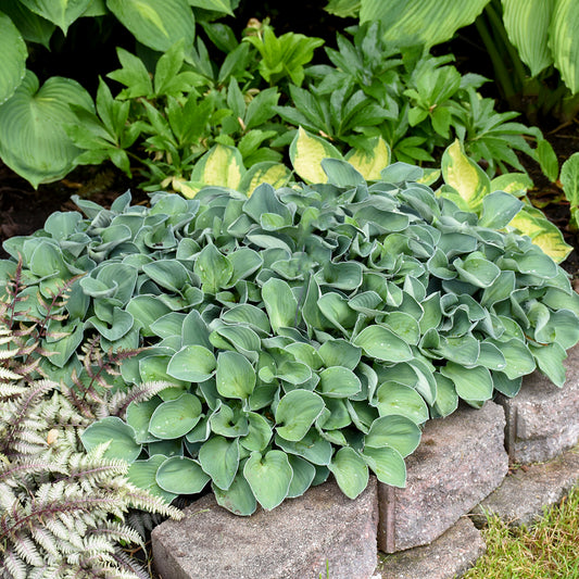 Credit: Walter's Garden, Inc