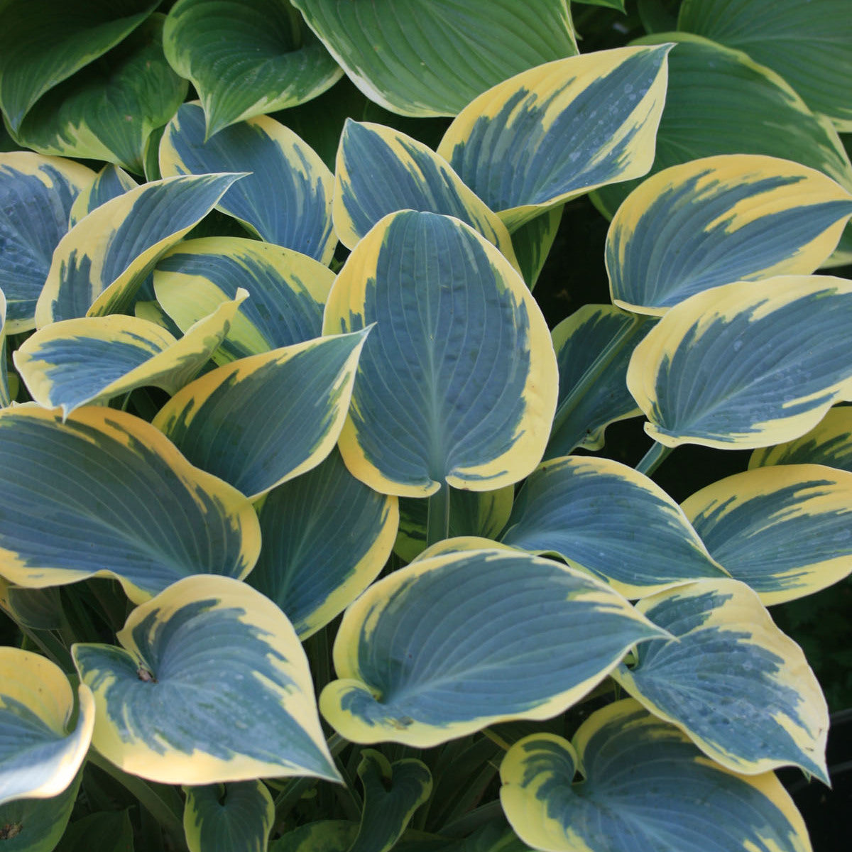 Hosta, 'First Frost' | Hosta 'First Frost'