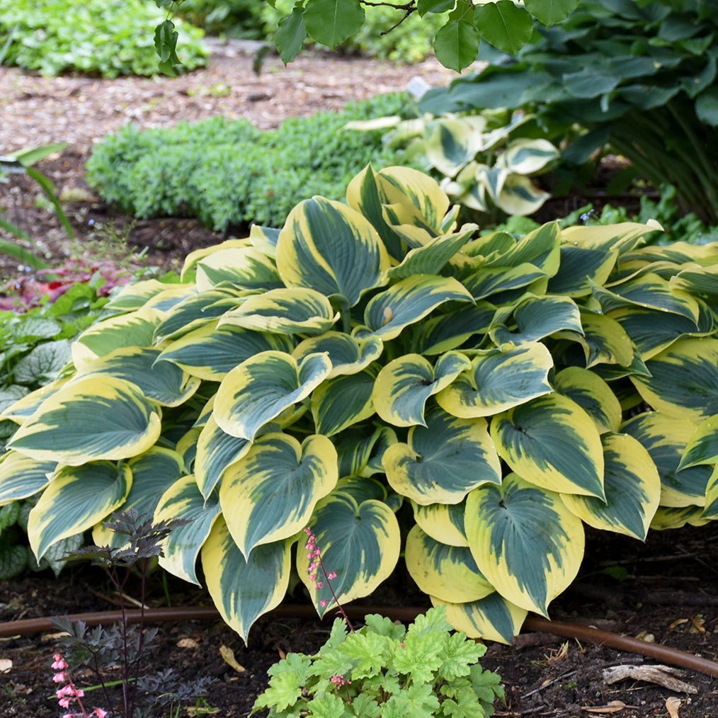 Hosta, 'First Frost' | Hosta 'First Frost'