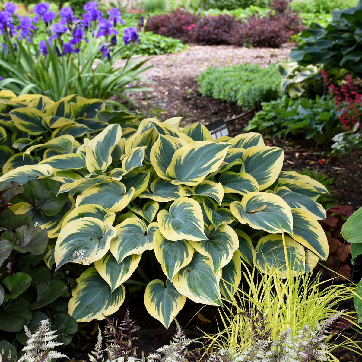 Hosta, 'First Frost' | Hosta 'First Frost'