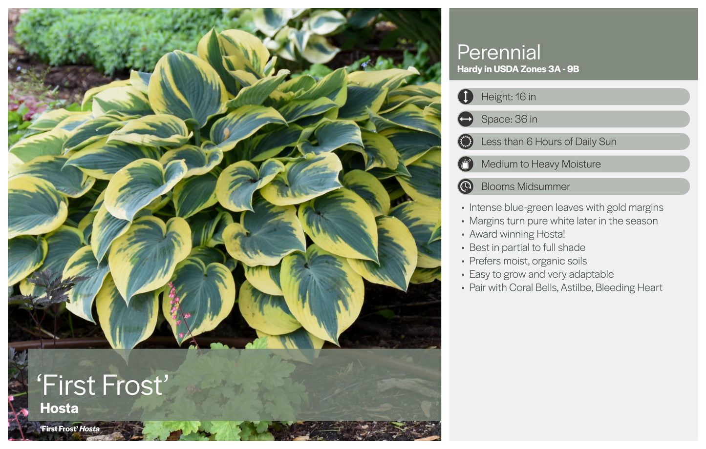 Hosta, 'First Frost' | Hosta 'First Frost'