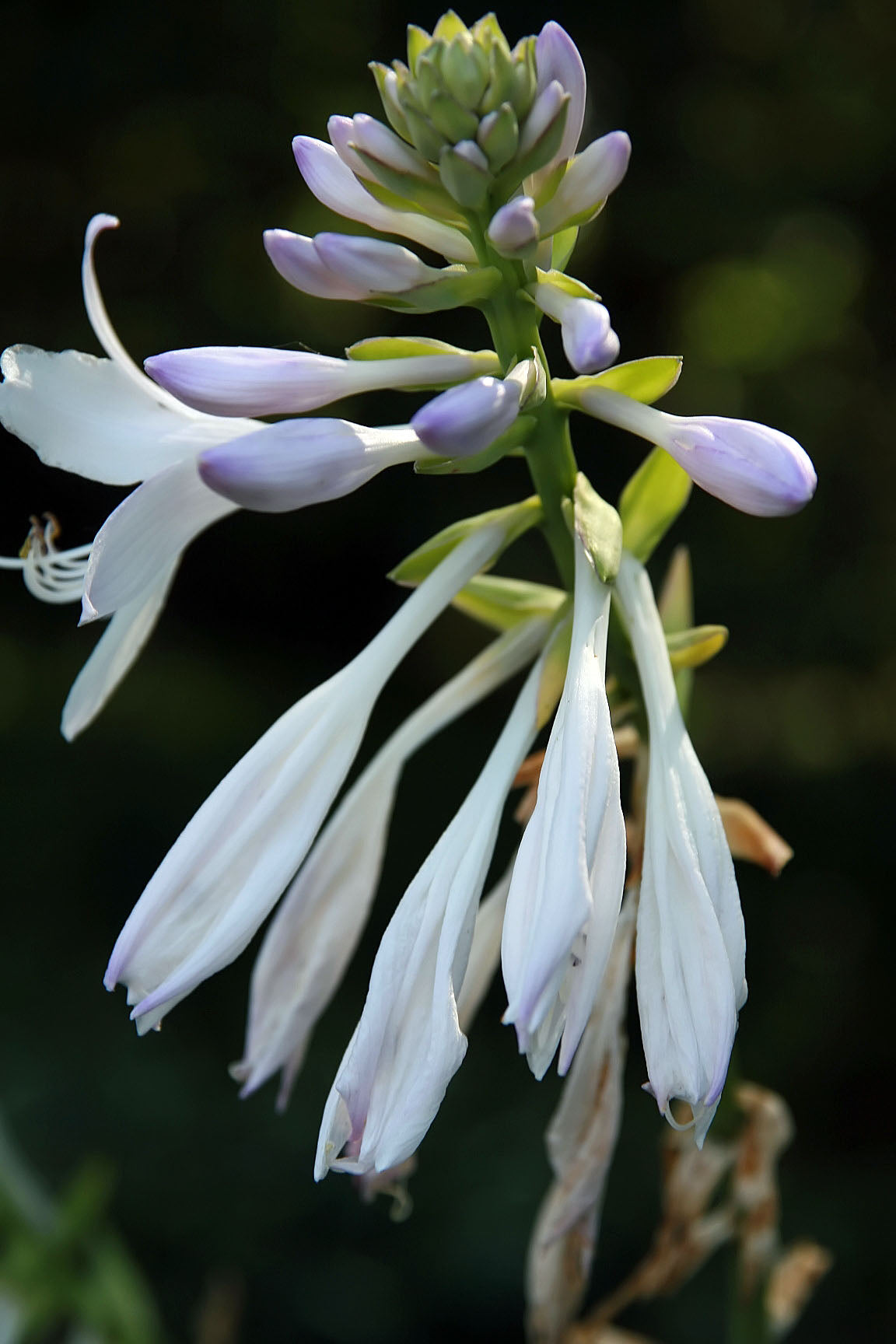 Hosta, 'Guacamole' | Hosta 'Guacamole'