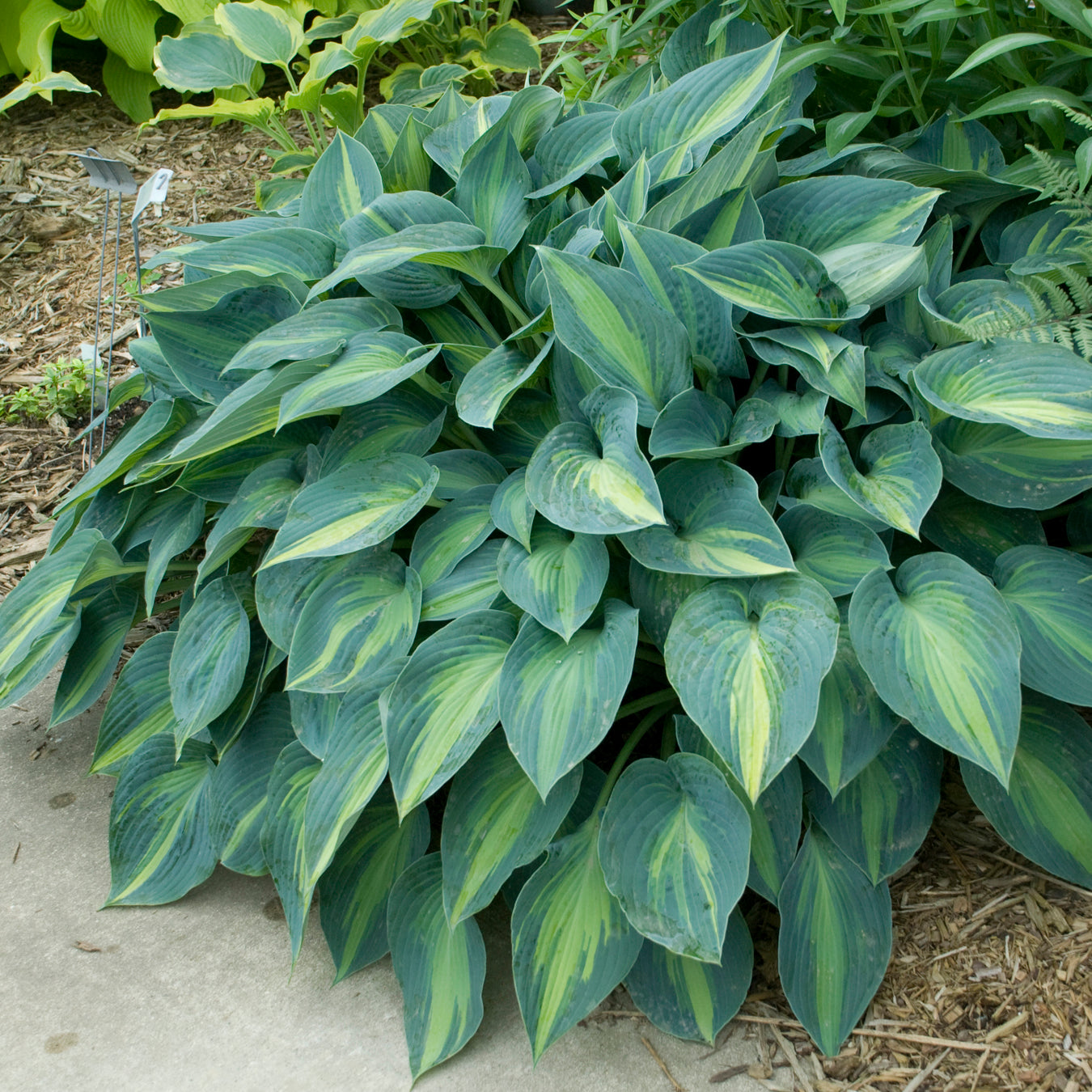 Credit: Walters Gardens, Inc