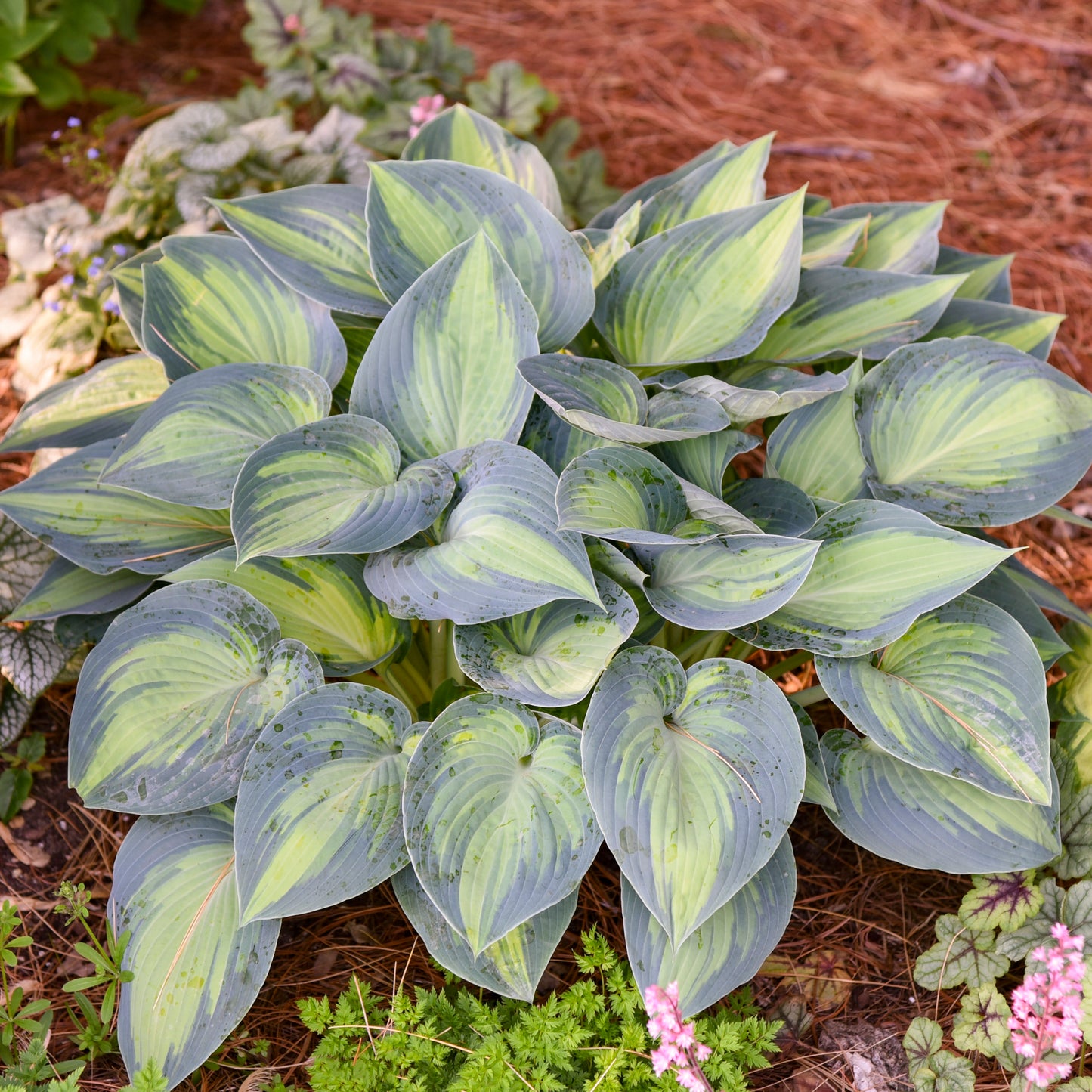 Credit: Walters Gardens, Inc