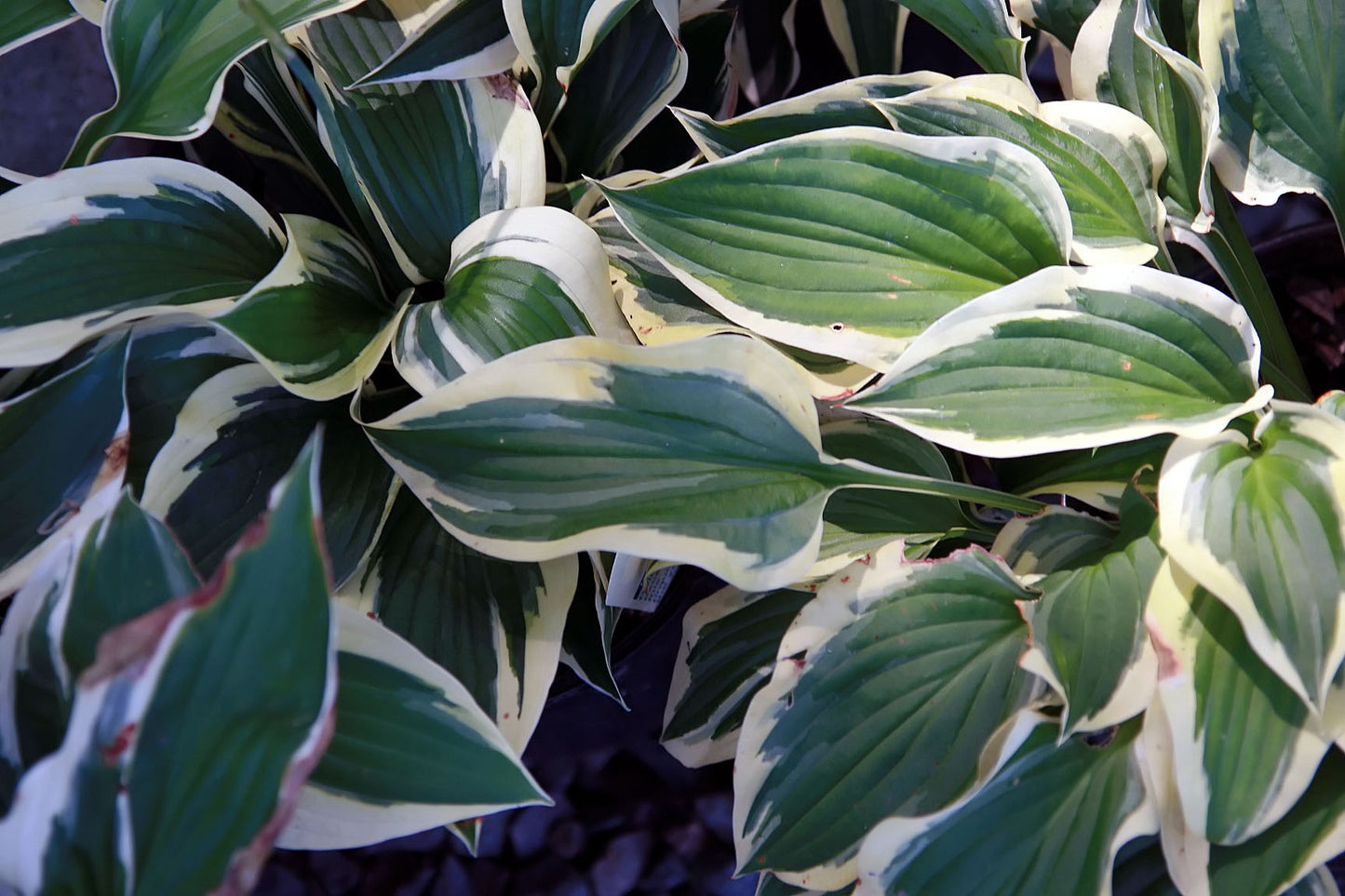 Hosta, 'Patriot' | Hosta 'Patriot'