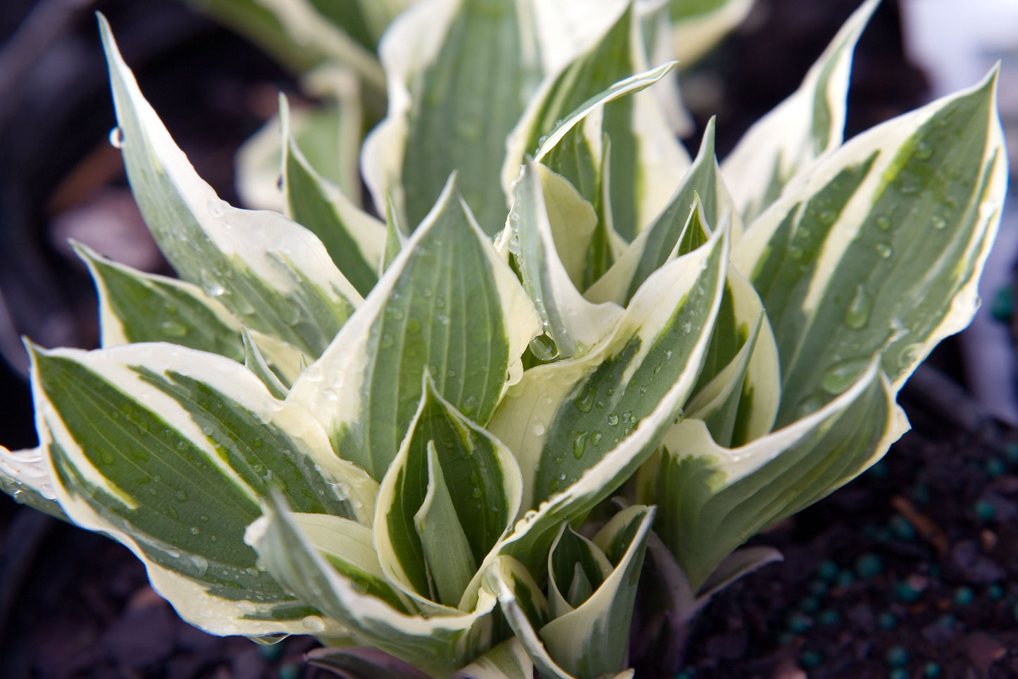 Hosta, 'Patriot' | Hosta 'Patriot'