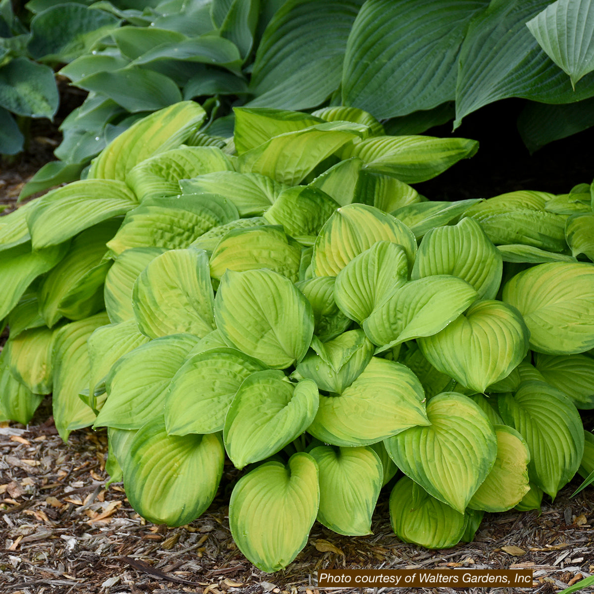 Hosta, 'Stained Glass' | Hosta 'Stained Glass'