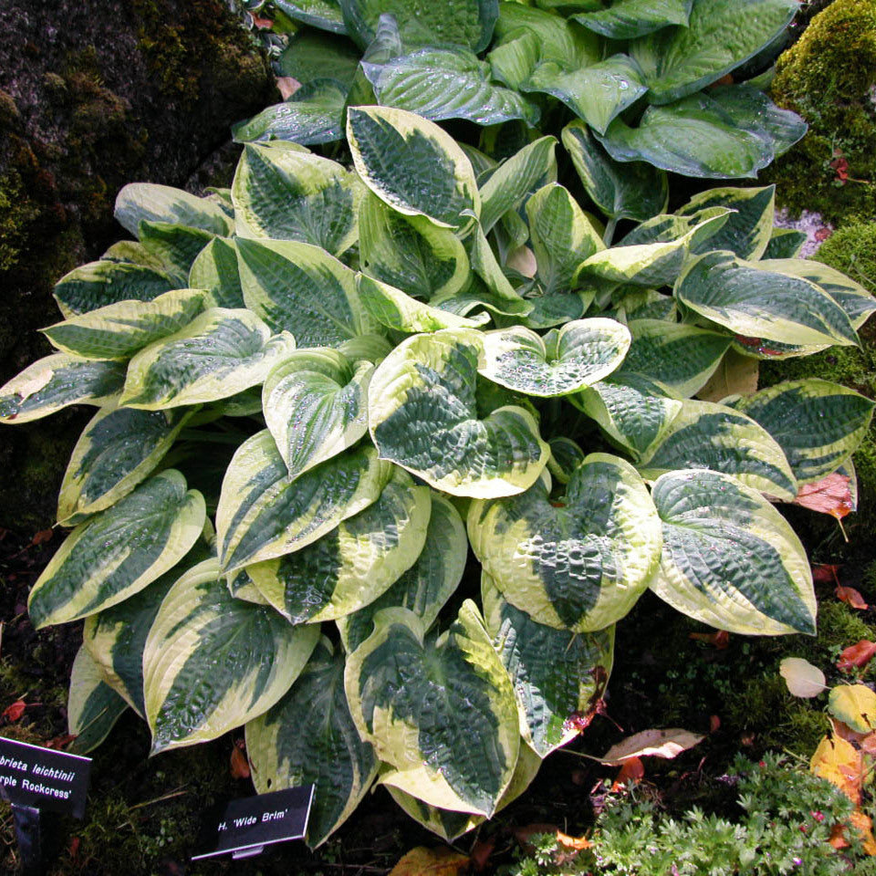 Credit: Walter's Garden, Inc