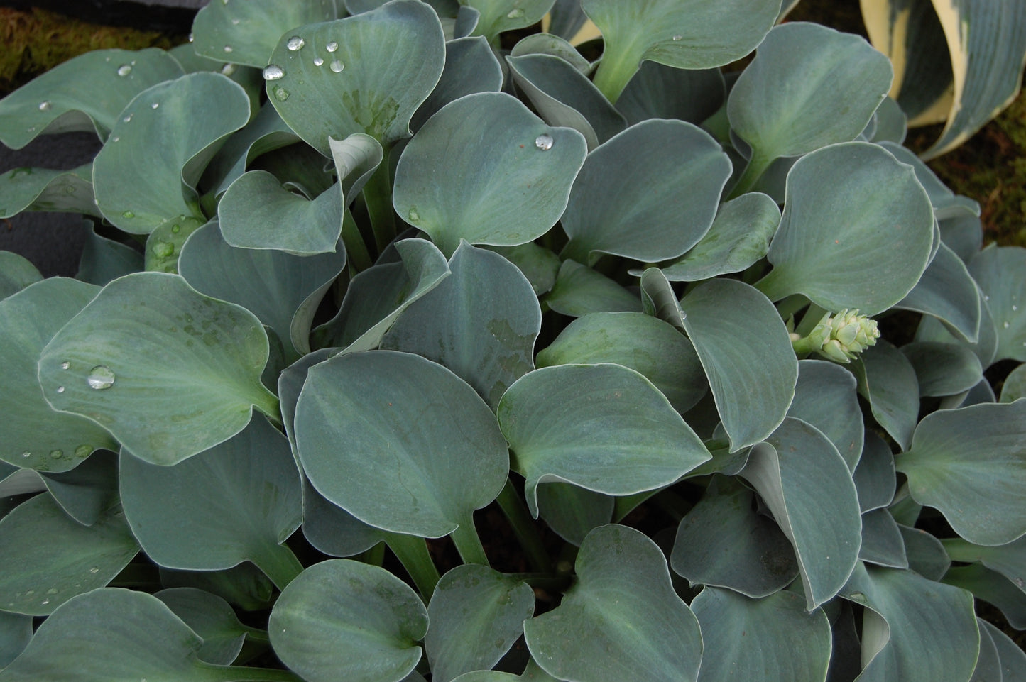Hosta, 'Blue Mouse Ears' | Hosta 'Blue Mouse Ears'