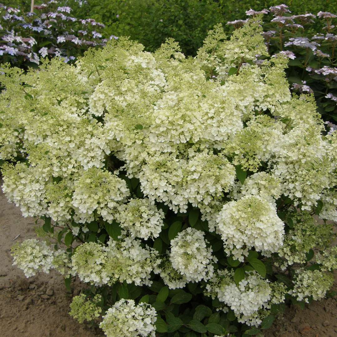 Proven Winners BOBO® Hydrangea - Panicle | Hydrangea paniculata 'ILVOBO'