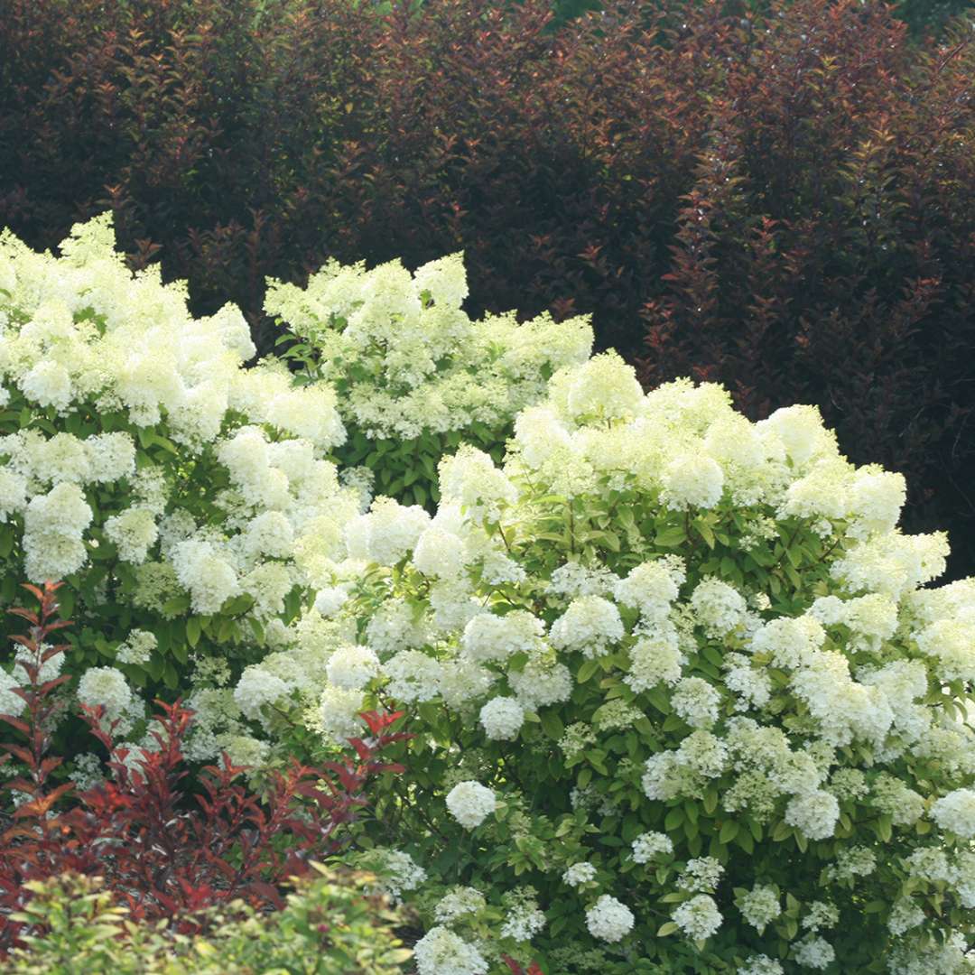 Proven Winners BOBO® Hydrangea - Panicle | Hydrangea paniculata 'ILVOBO'