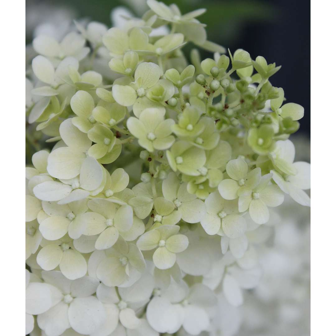 Proven Winners BOBO® Hydrangea - Panicle | Hydrangea paniculata 'ILVOBO'