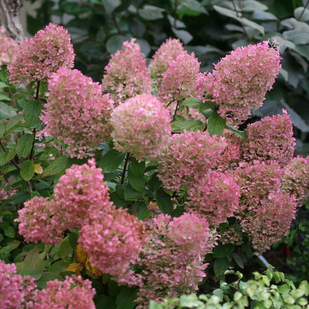 Proven Winners BOBO® Hydrangea - Panicle | Hydrangea paniculata 'ILVOBO'