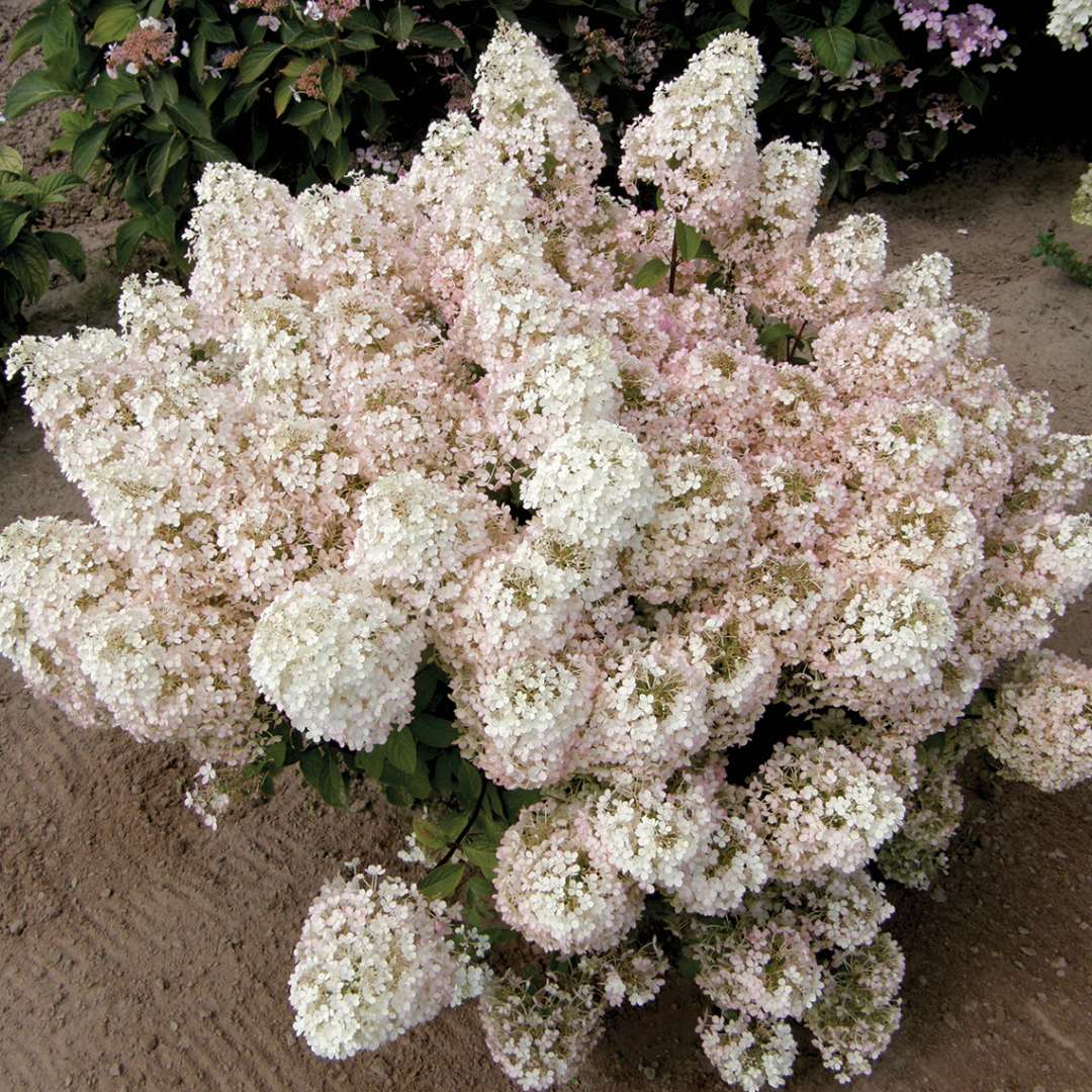 Proven Winners BOBO® Hydrangea - Panicle | Hydrangea paniculata 'ILVOBO'