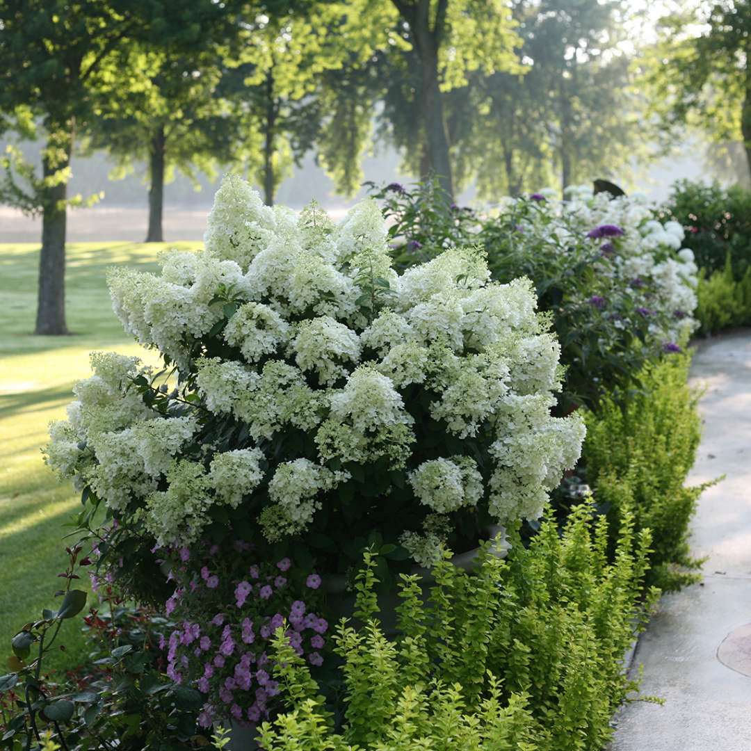 Proven Winners BOBO® Hydrangea - Panicle | Hydrangea paniculata 'ILVOBO'