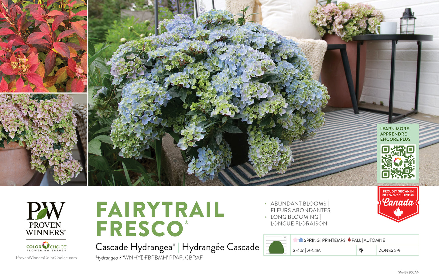 Proven Winners FAIRYTRAIL FRESCO® Cascade Hydrangea | Hydrangea x 'WNHYDFBPBMH'