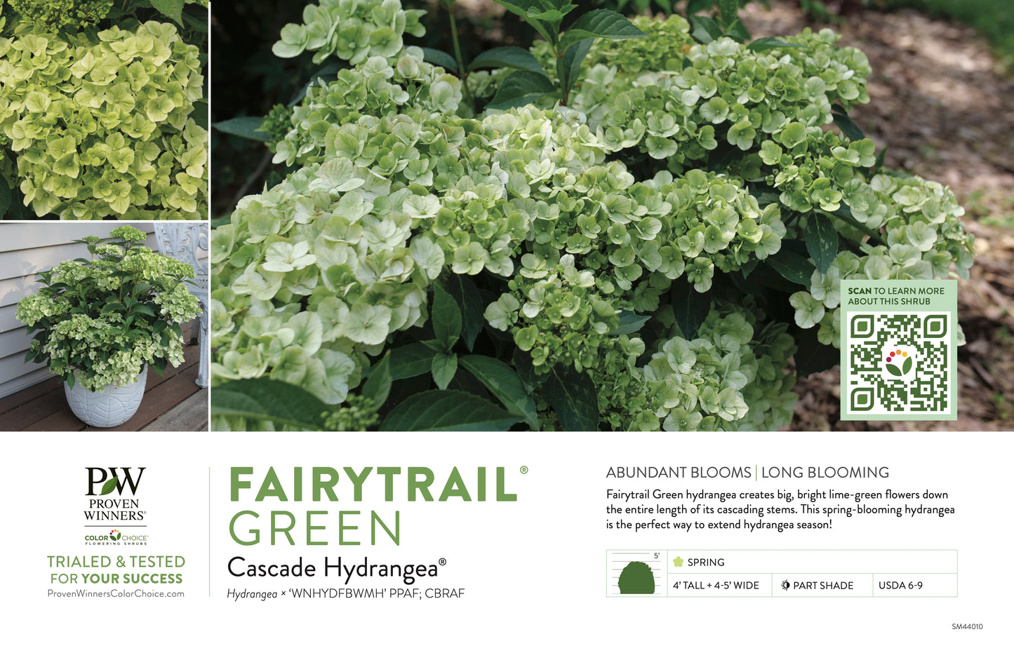 Proven Winners FAIRYTRAIL™ Green Cascade Hydrangea | Hydrangea × 'WNHYDFBWMH'