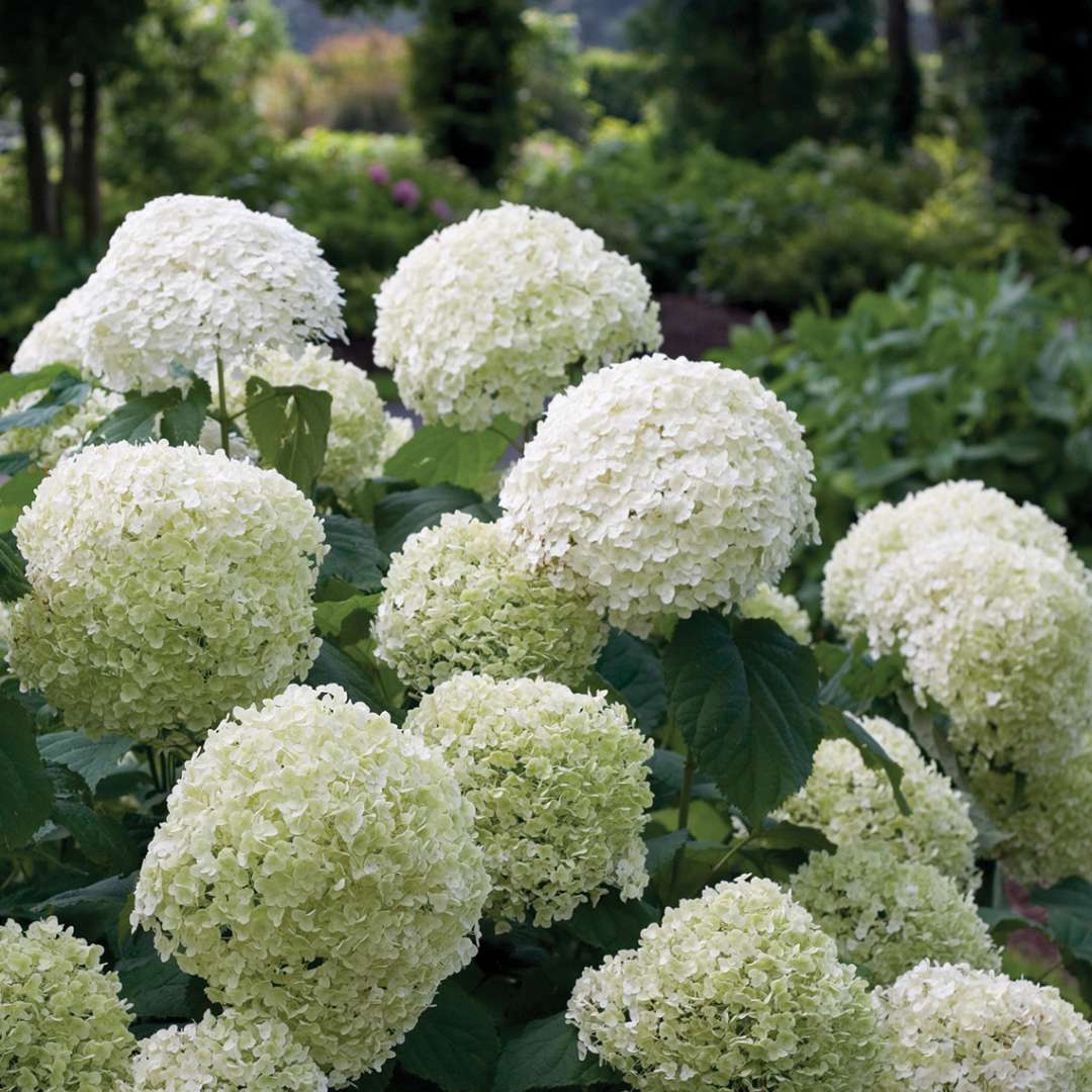 Proven Winners INCREDIBALL® Hydrangea - Smooth | Hydrangea arborescens 'Abetwo'