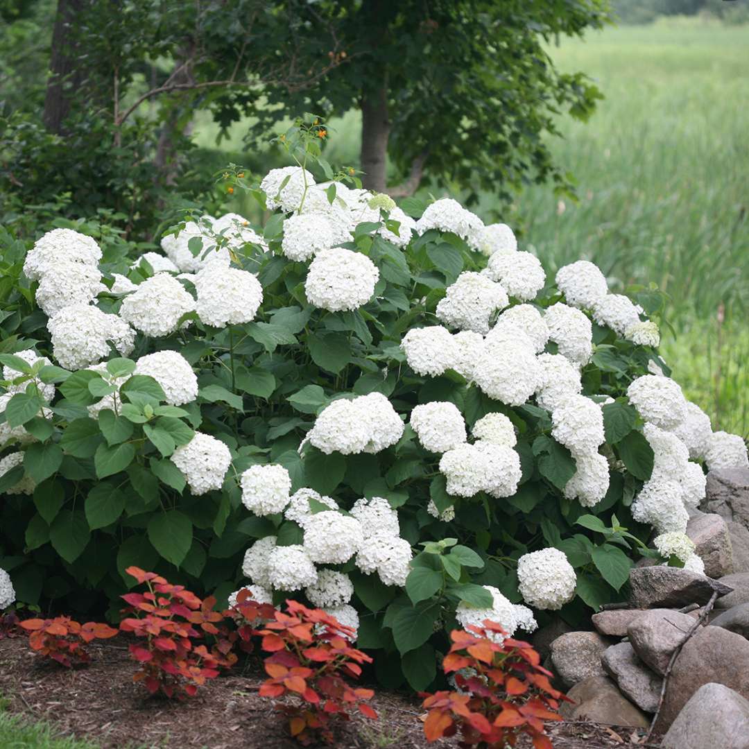 Proven Winners INCREDIBALL® Hydrangea - Smooth | Hydrangea arborescens 'Abetwo'