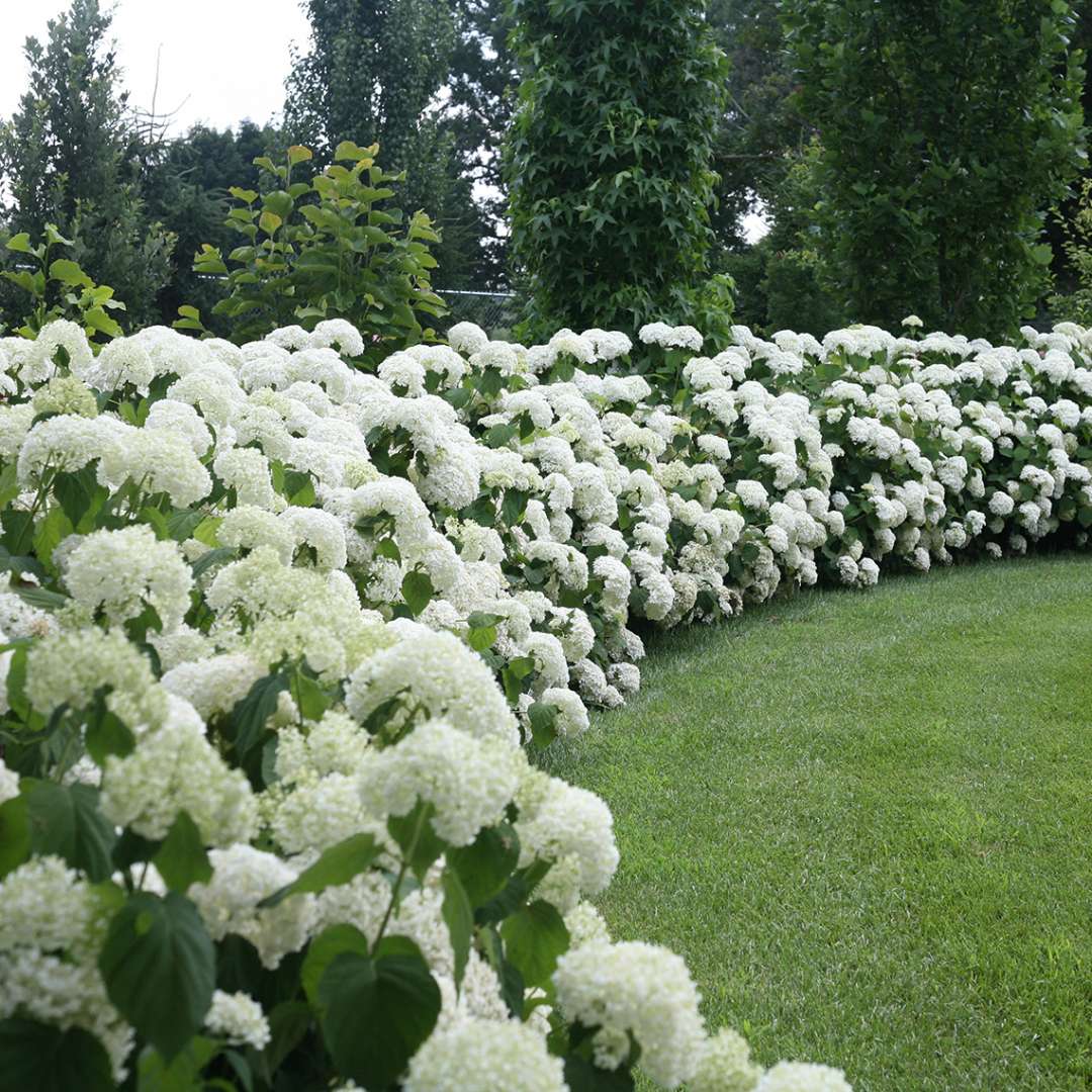 Proven Winners INCREDIBALL® Hydrangea - Smooth | Hydrangea arborescens 'Abetwo'