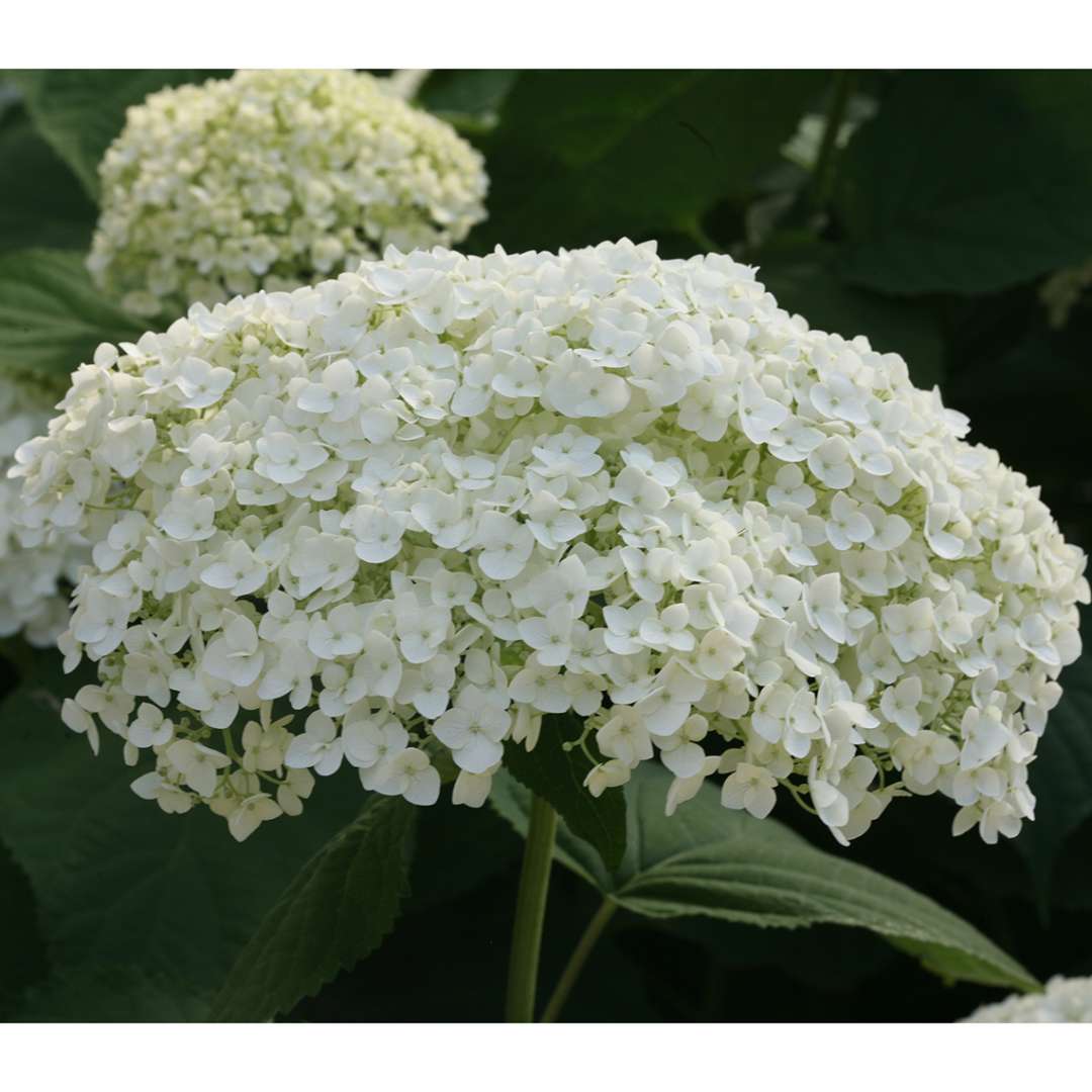 Proven Winners INCREDIBALL® Hydrangea - Smooth | Hydrangea arborescens 'Abetwo'