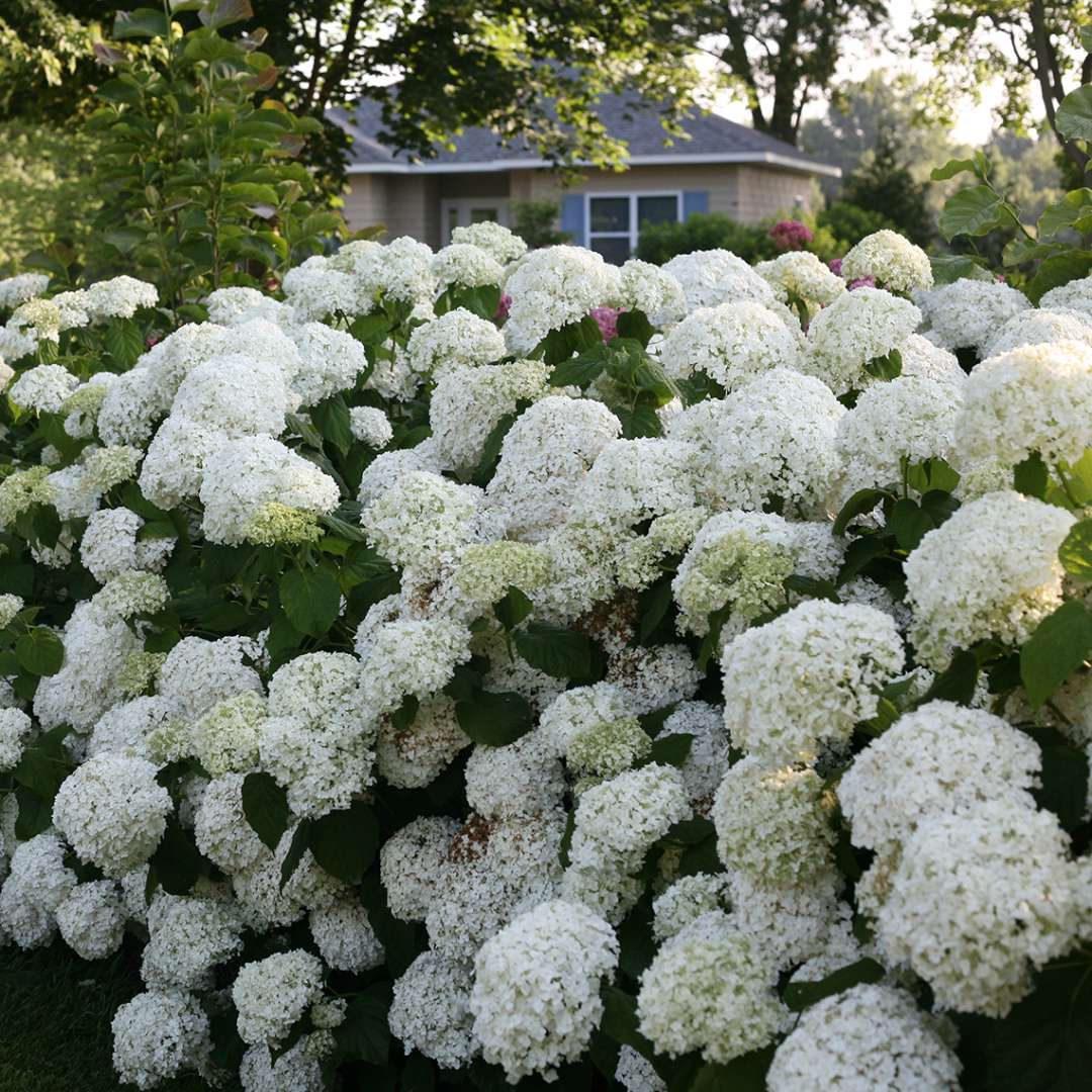 Proven Winners INCREDIBALL® Hydrangea - Smooth | Hydrangea arborescens 'Abetwo'