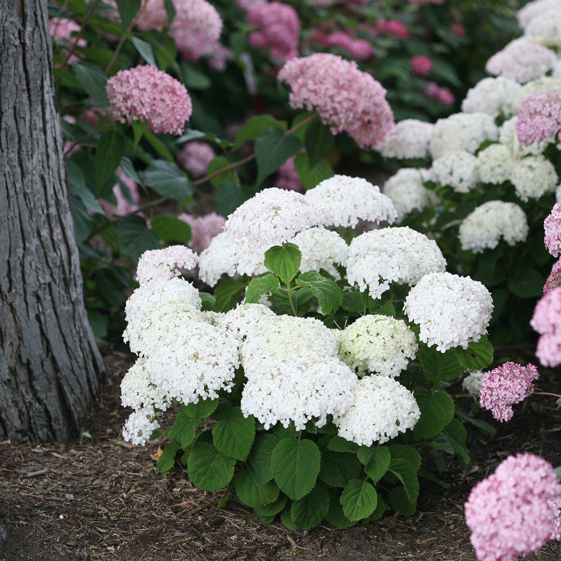 Proven Winners INVINCIBELLE WEE WHITE® Smooth Hydrangea | Hydrangea arborescens 'NCHA5'