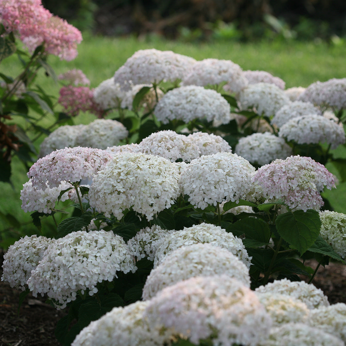 Proven Winners INVINCIBELLE WEE WHITE® Smooth Hydrangea | Hydrangea arborescens 'NCHA5'