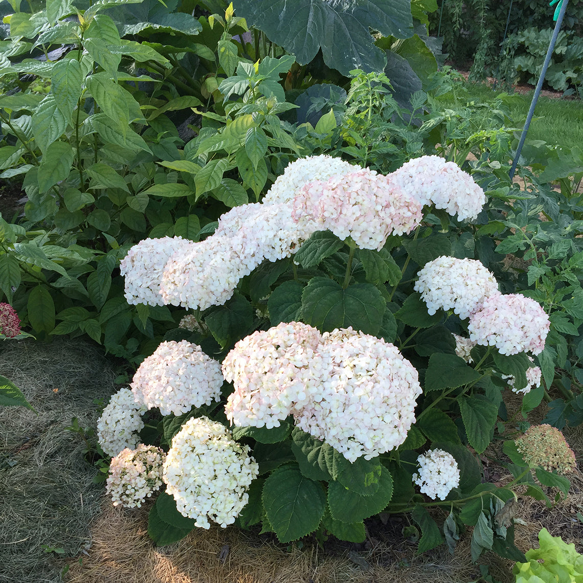 Proven Winners INVINCIBELLE WEE WHITE® Smooth Hydrangea | Hydrangea arborescens 'NCHA5'