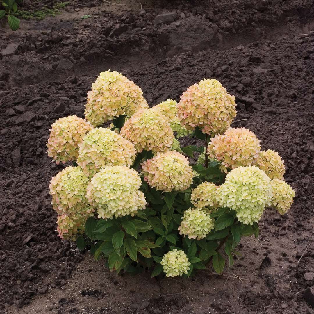 Proven Winners LITTLE LIME® Panicle Hydrangea | Hydrangea paniculata 'Jane'