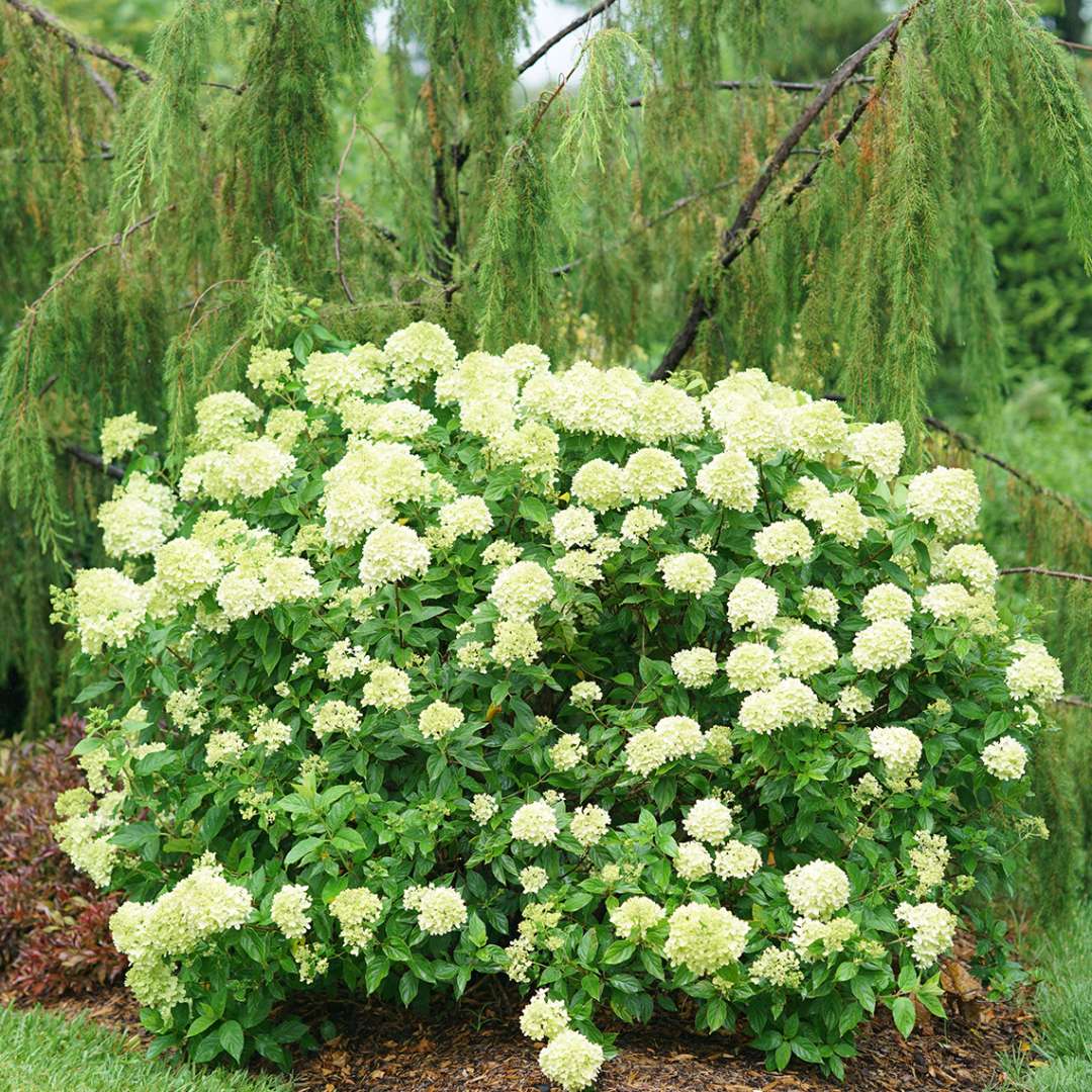 Proven Winners LITTLE LIME® Panicle Hydrangea | Hydrangea paniculata 'Jane'