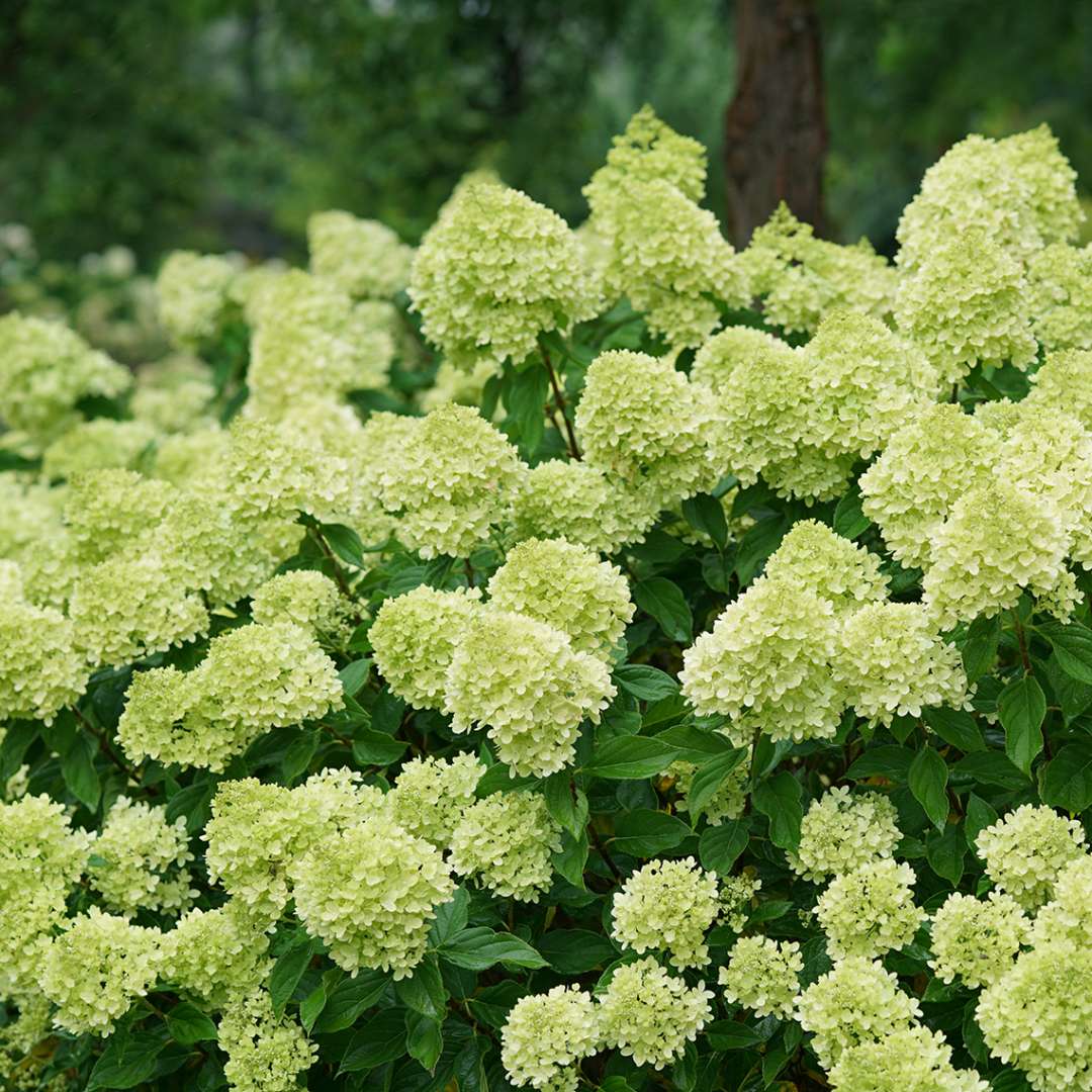 Proven Winners LITTLE LIME® Panicle Hydrangea | Hydrangea paniculata 'Jane'