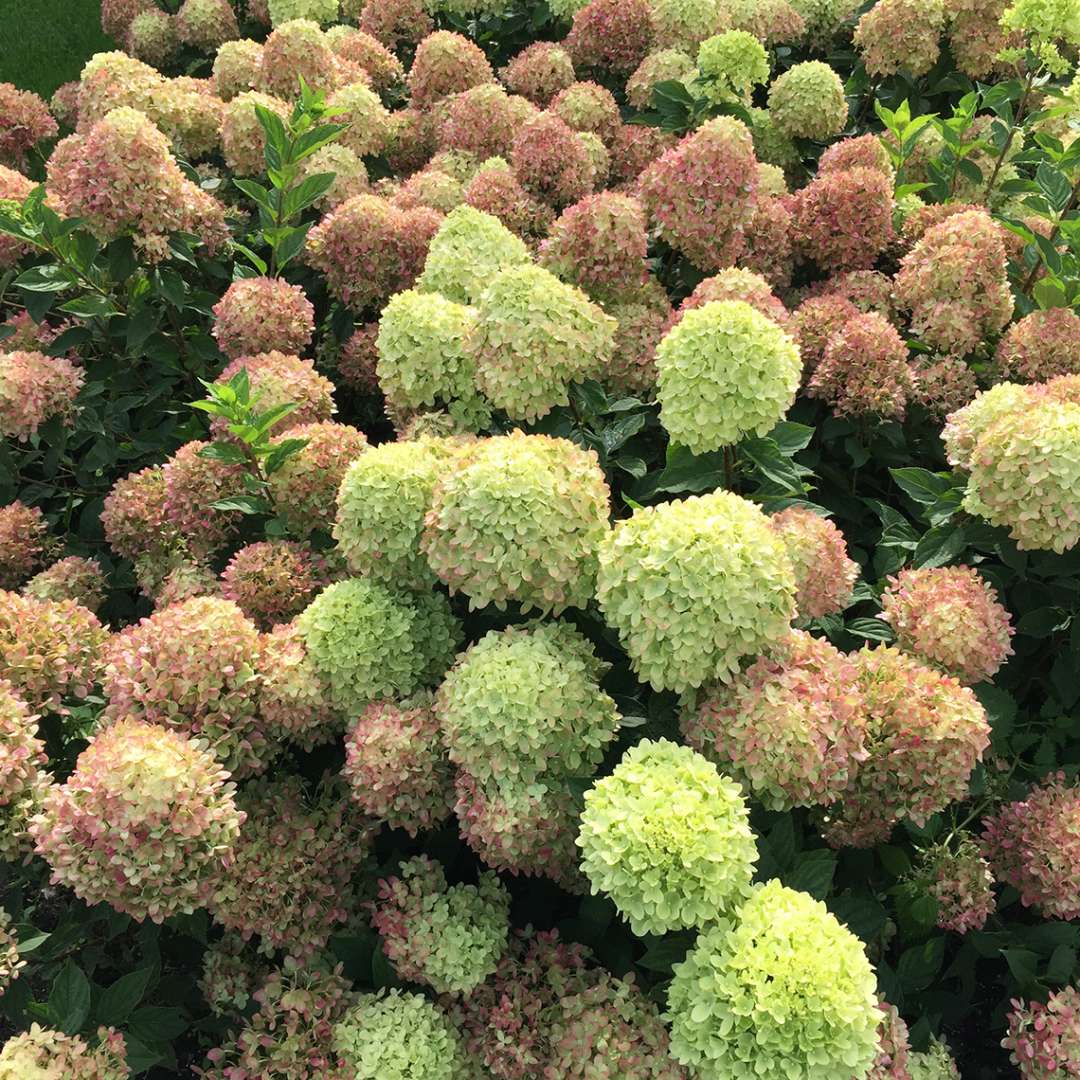 Proven Winners LITTLE LIME® Panicle Hydrangea | Hydrangea paniculata 'Jane'