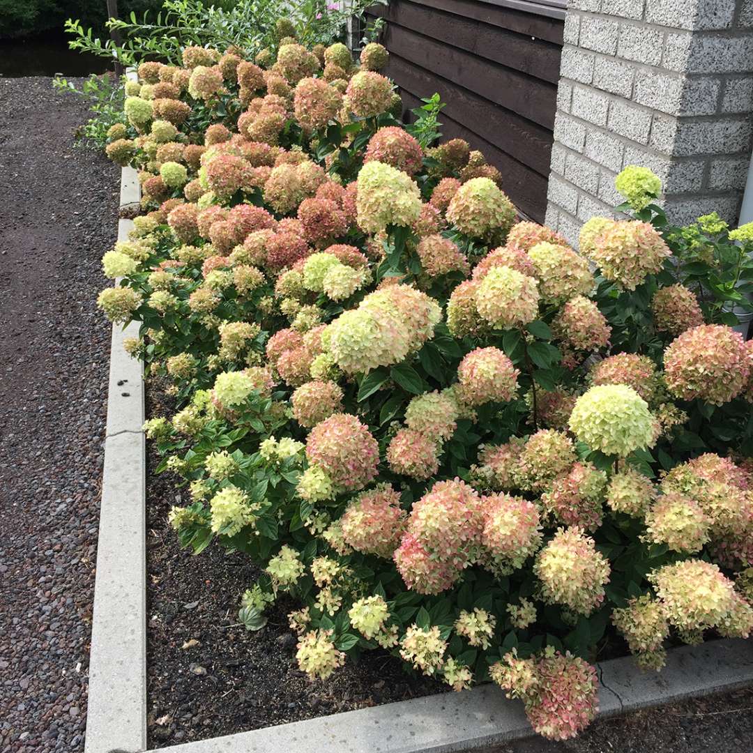 Proven Winners LITTLE LIME® Panicle Hydrangea | Hydrangea paniculata 'Jane'