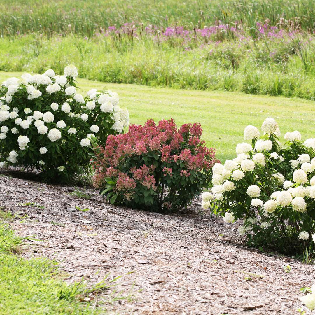 Proven Winners Little QUICK FIRE® Panicle Hydrangea | Hydrangea paniculata 'SMHPLQF'