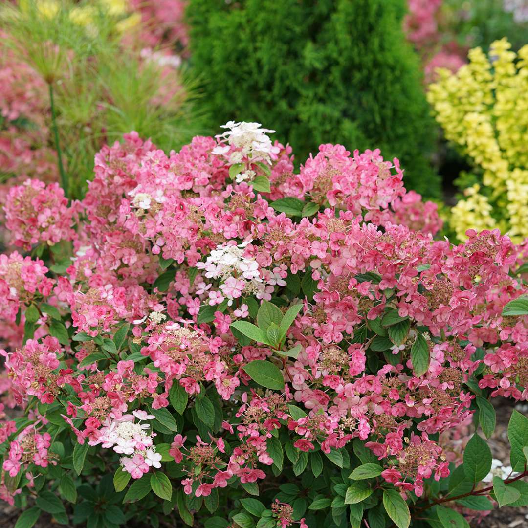 Proven Winners Little QUICK FIRE® Panicle Hydrangea | Hydrangea paniculata 'SMHPLQF'