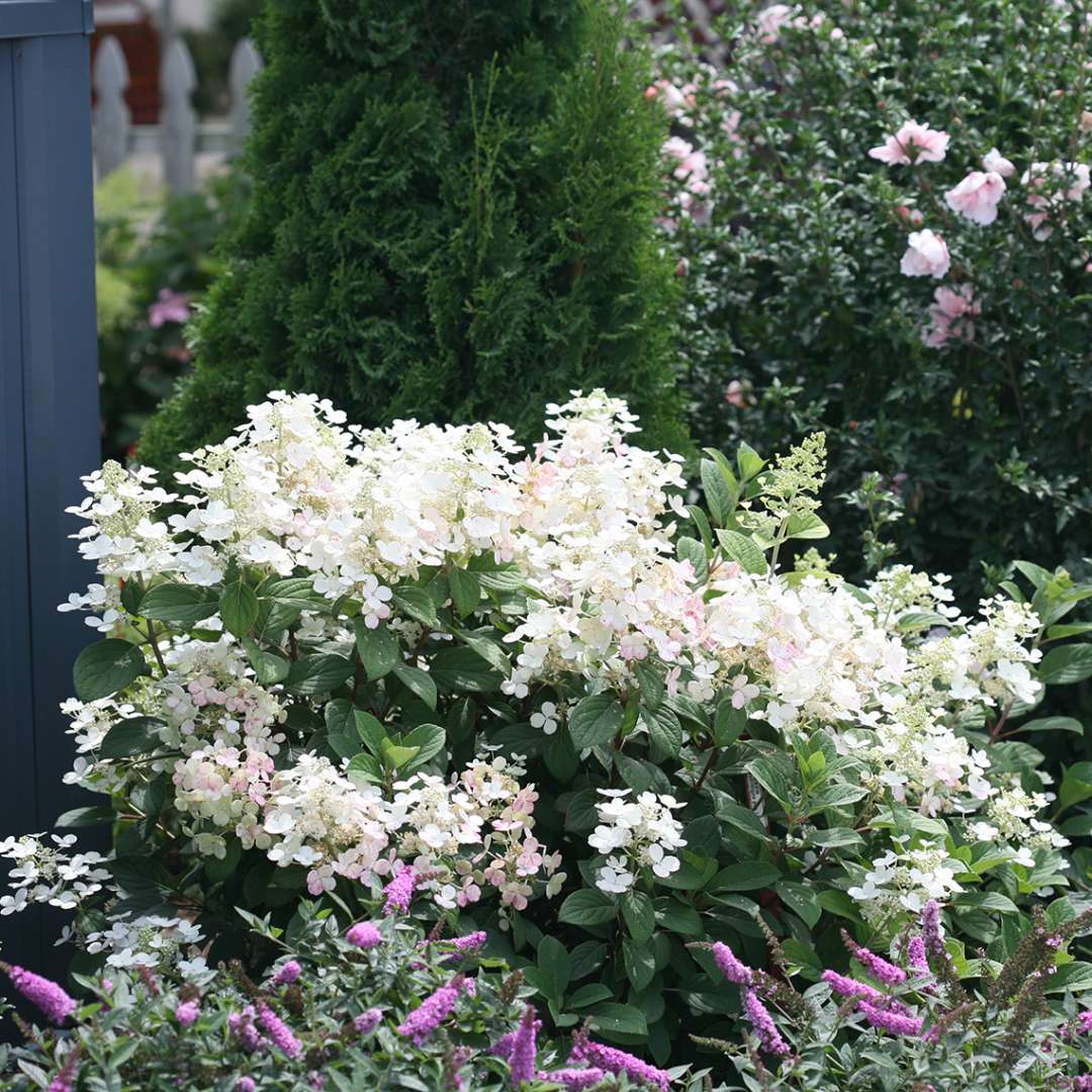 Proven Winners Little QUICK FIRE® Panicle Hydrangea | Hydrangea paniculata 'SMHPLQF'