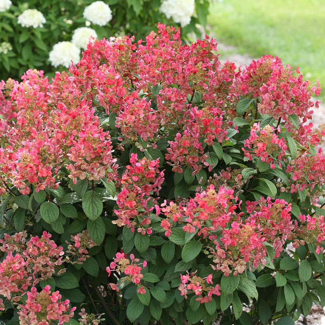 Proven Winners Little QUICK FIRE® Panicle Hydrangea | Hydrangea paniculata 'SMHPLQF'
