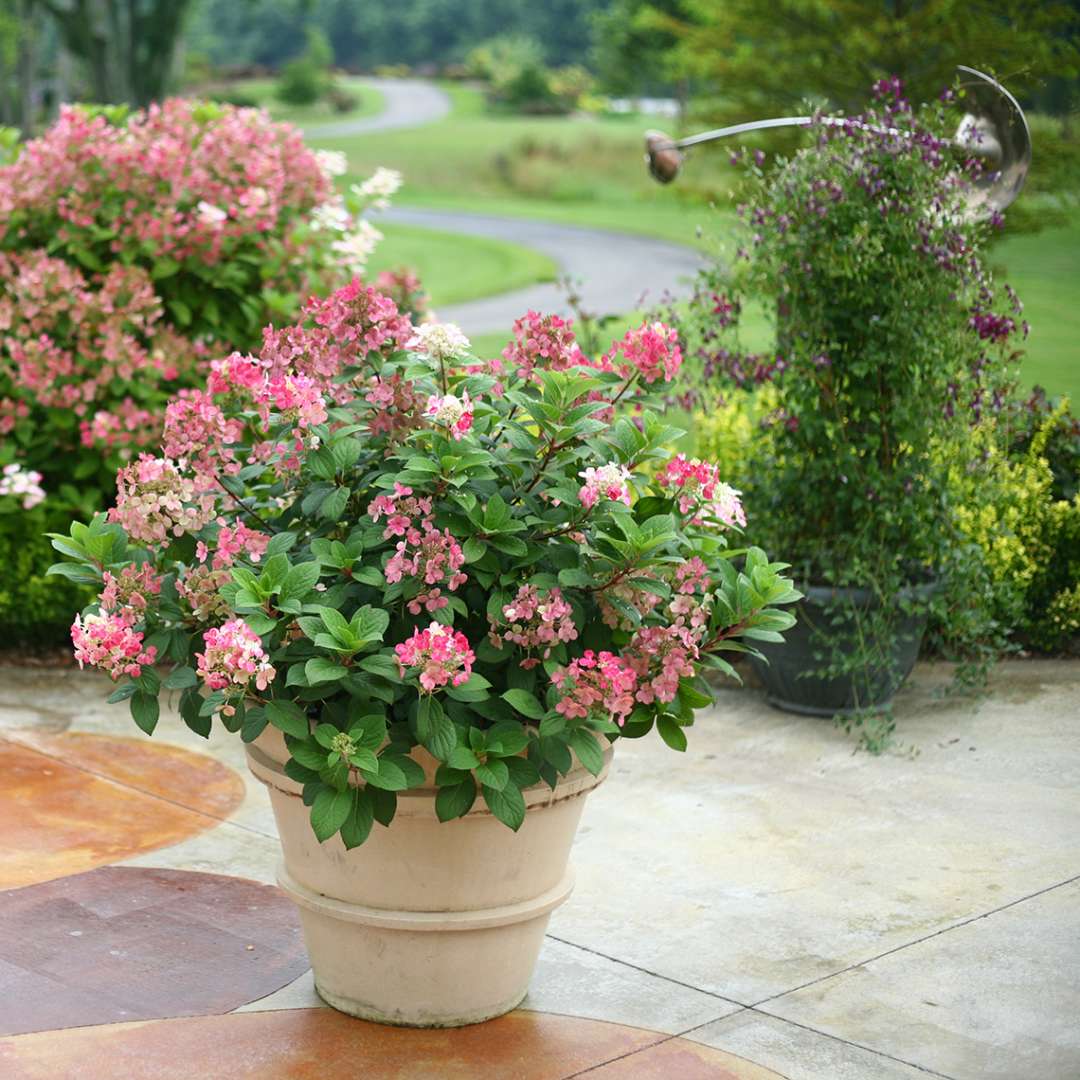 Proven Winners Little QUICK FIRE® Panicle Hydrangea | Hydrangea paniculata 'SMHPLQF'