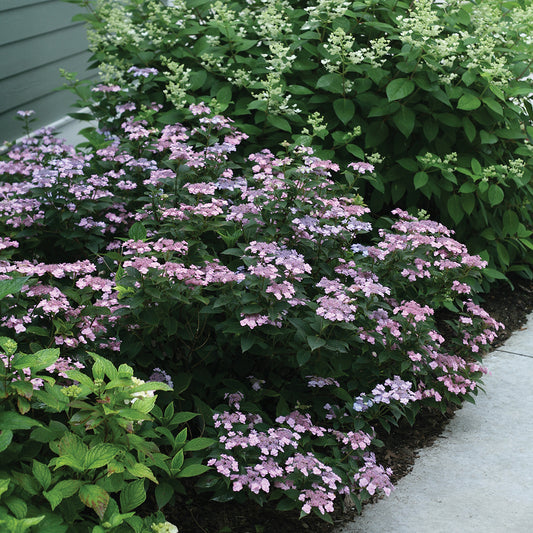 Proven Winners Tiny TUFF STUFF™ Mountain Hydrangea | Hydrangea Serrata 'MAKD'