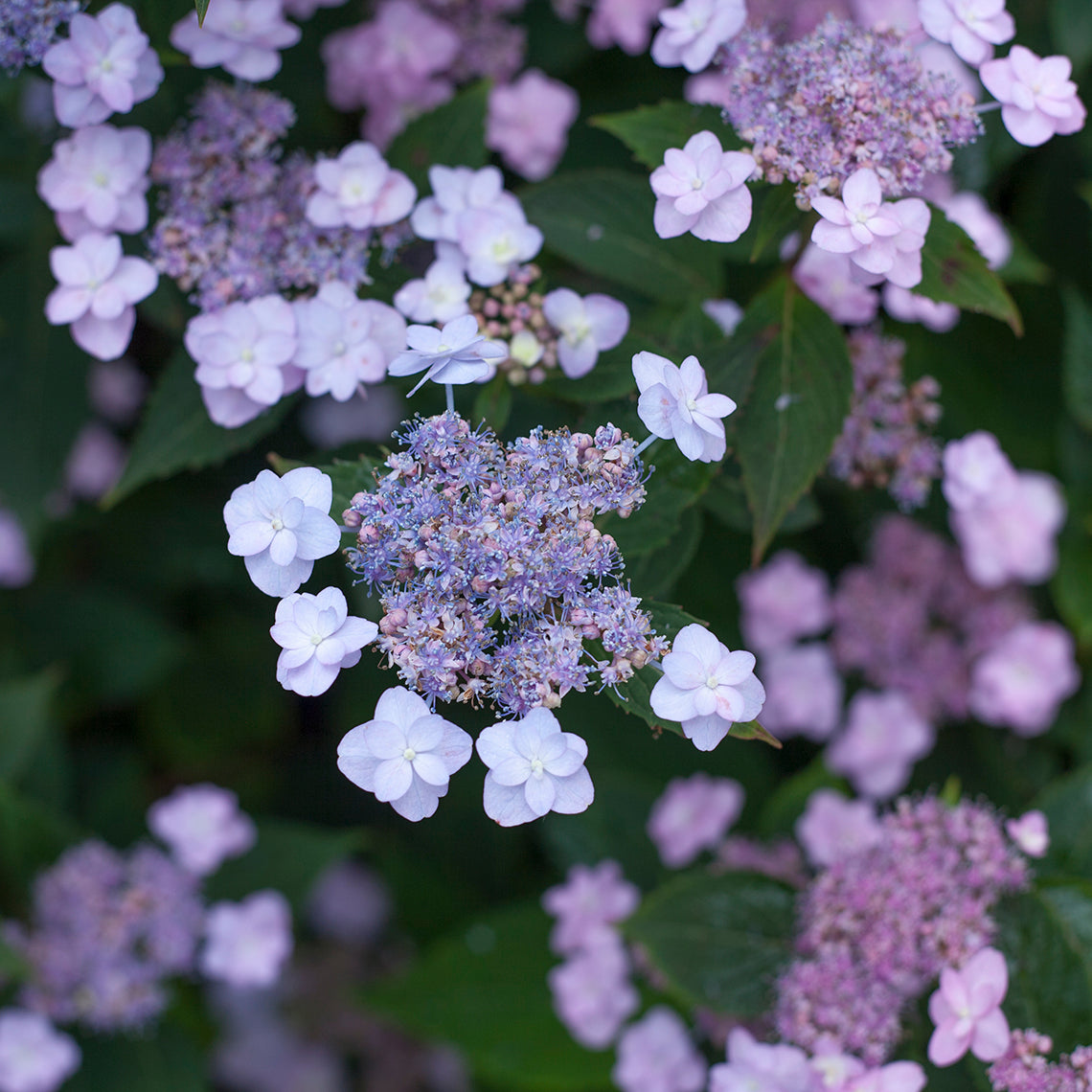 Proven Winners Tiny TUFF STUFF™ Mountain Hydrangea | Hydrangea Serrata 'MAKD'