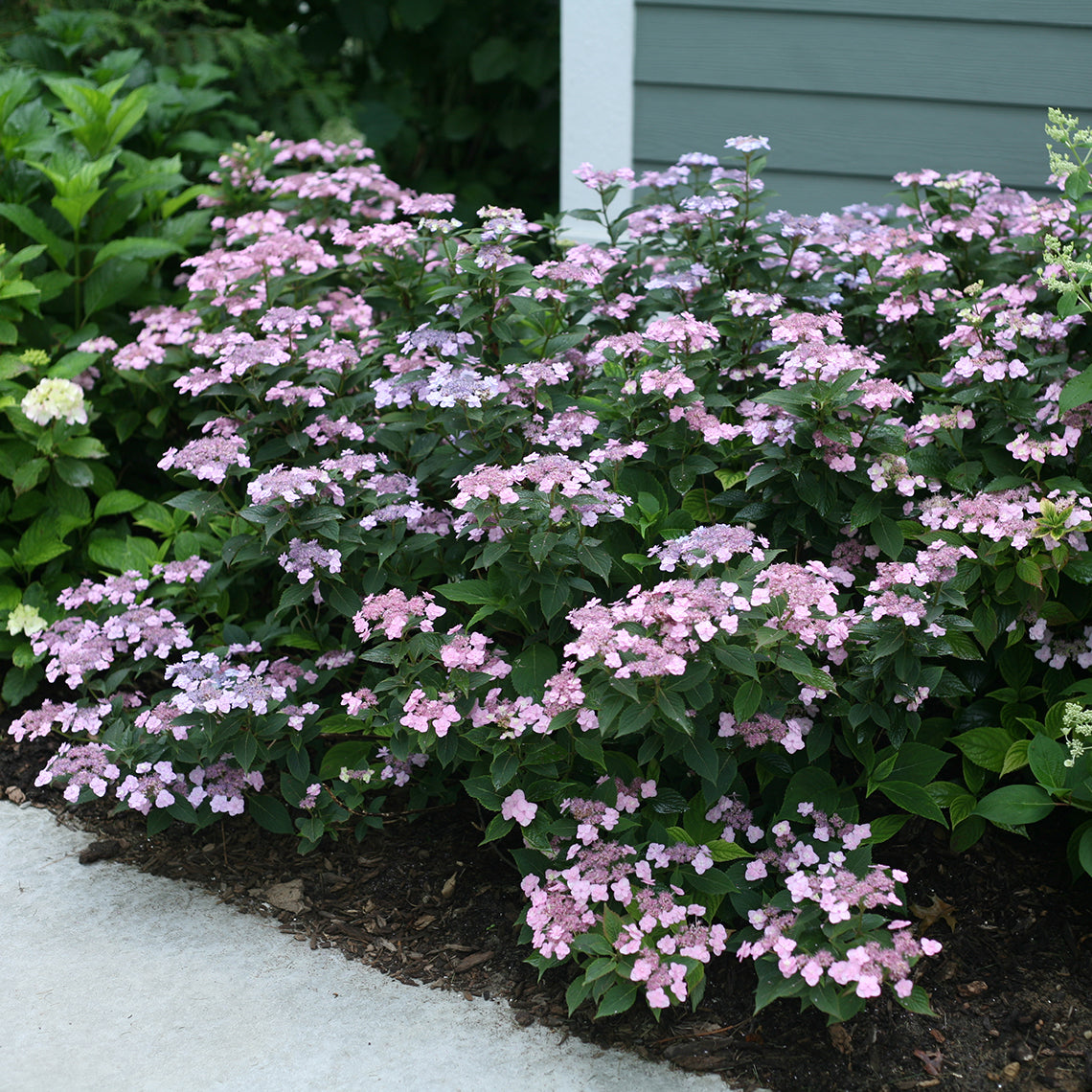 Proven Winners Tiny TUFF STUFF™ Mountain Hydrangea | Hydrangea Serrata 'MAKD'
