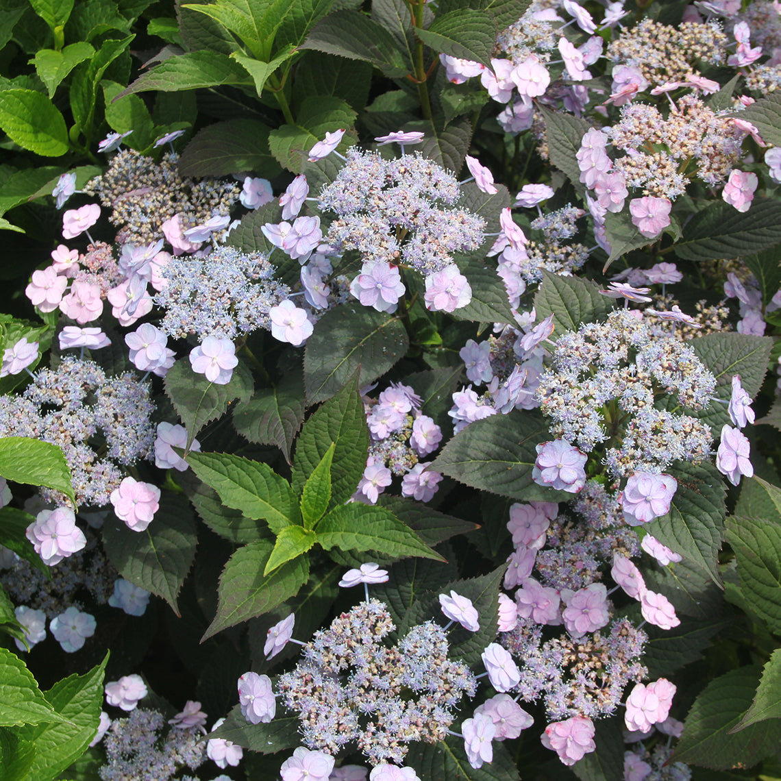 Proven Winners Tiny TUFF STUFF™ Mountain Hydrangea | Hydrangea Serrata 'MAKD'