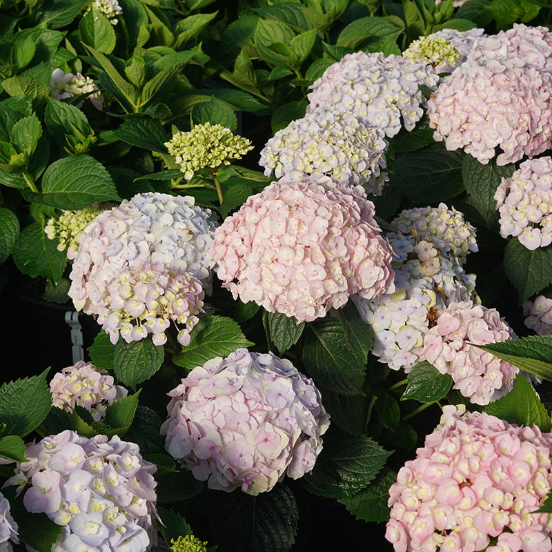 Proven Winners Wee Bit Innocent™ Bigleaf Hydrangea | Hydrangea macrophylla 'SMNHMC'