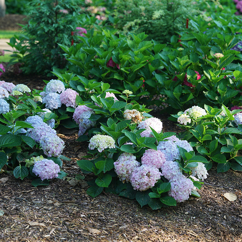 Proven Winners Wee Bit Innocent™ Bigleaf Hydrangea | Hydrangea macrophylla 'SMNHMC'