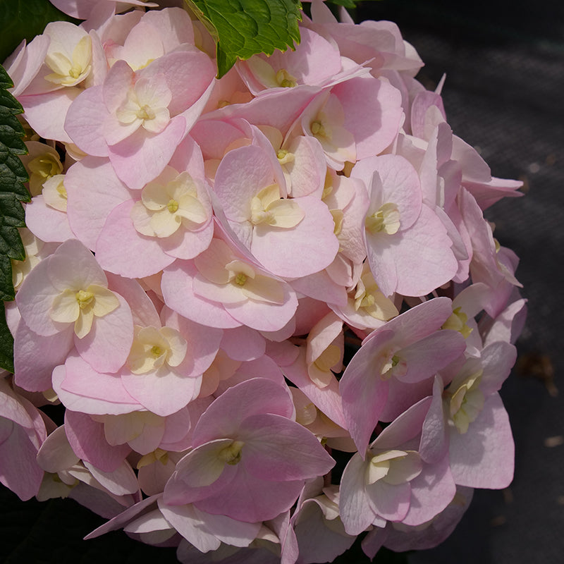Proven Winners Wee Bit Innocent™ Bigleaf Hydrangea | Hydrangea macrophylla 'SMNHMC'