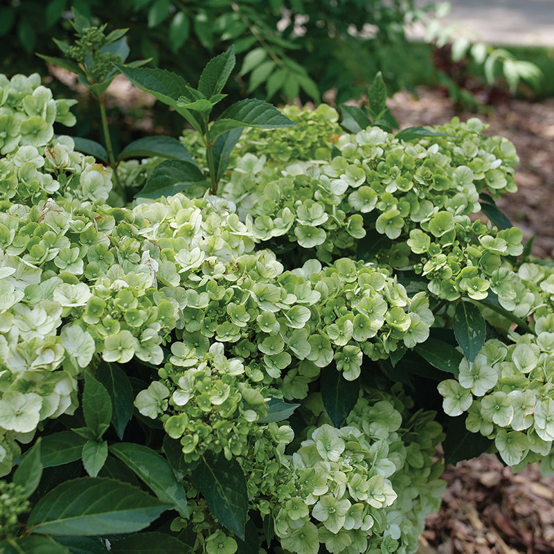 Proven Winners FAIRYTRAIL™ Green Cascade Hydrangea | Hydrangea × 'WNHYDFBWMH'