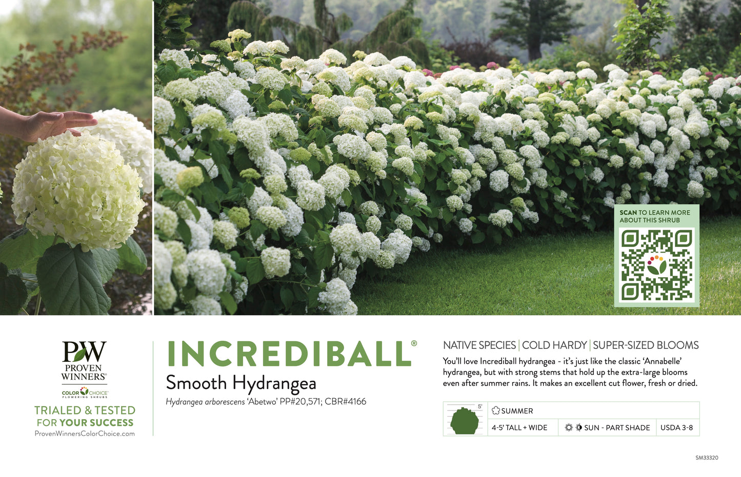Proven Winners INCREDIBALL® Hydrangea - Smooth | Hydrangea arborescens 'Abetwo'